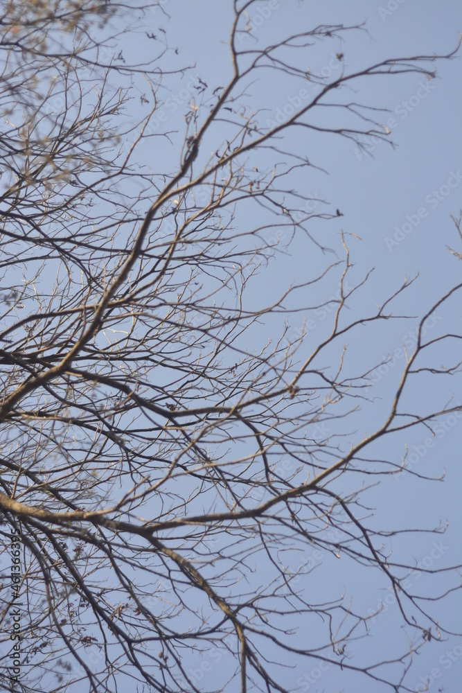 branches of a tree branches of a tree