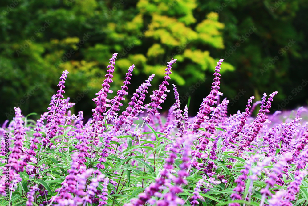 Fototapeta premium amazing view of Medicinal Sage (Salvia officinalis) flowers,beautiful purple with blue flowers blooming in the garden at sunny autumn 