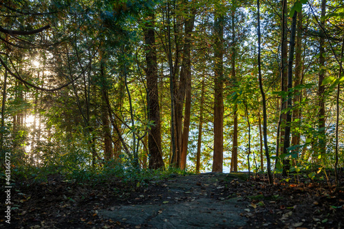 Fototapeta Naklejka Na Ścianę i Meble -  Sunlight shining through early autumn trees.