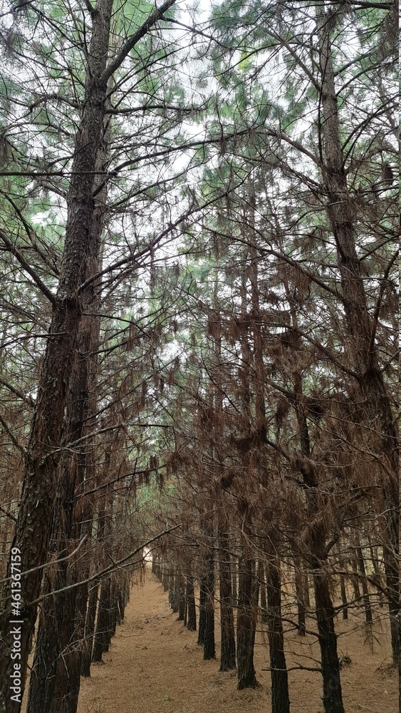 Obraz premium plantação, mato, pinus