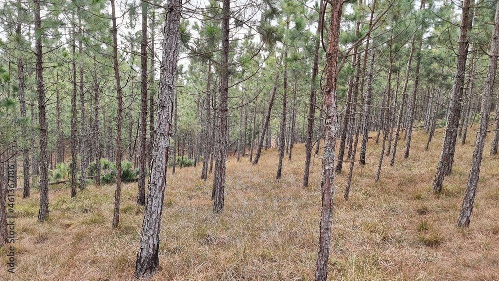 Naklejka premium plantação, mato, pinus