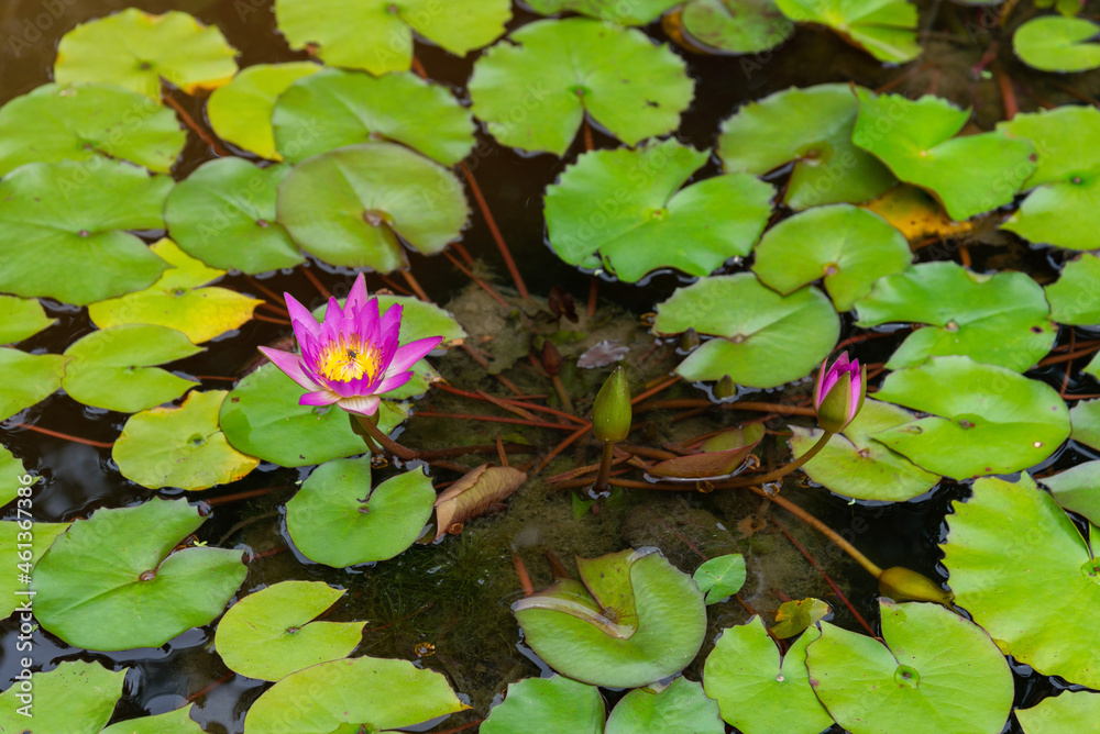 Lotus flower and leaf in pond water surface Top view outdoor sunlight Lotus flower and leaf in pond water surface Top view outdoor sunlight