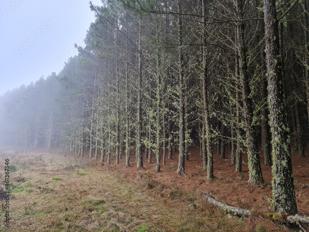 Fototapeta premium mato, plantação, árvores, pinus