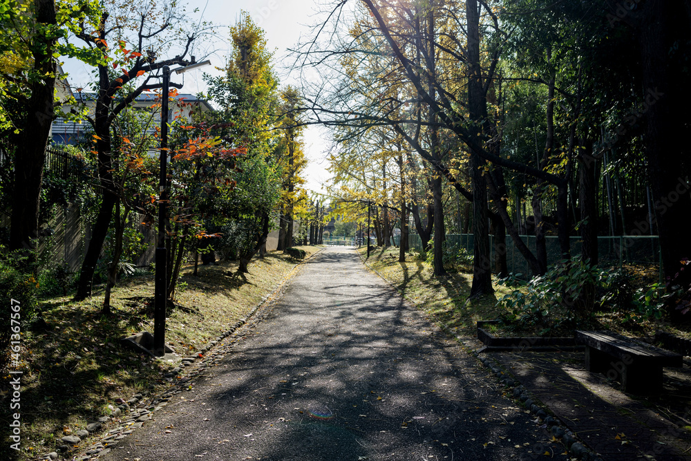 Fototapeta premium 秋の朝の小径