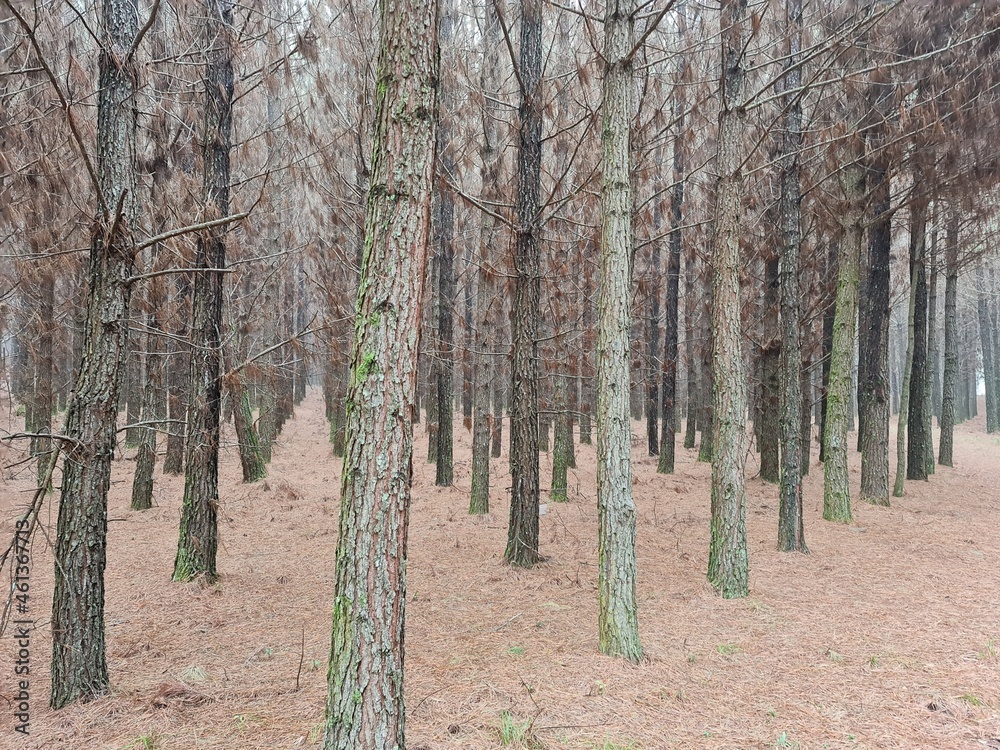 Fototapeta premium mato, plantação, árvores, pinus