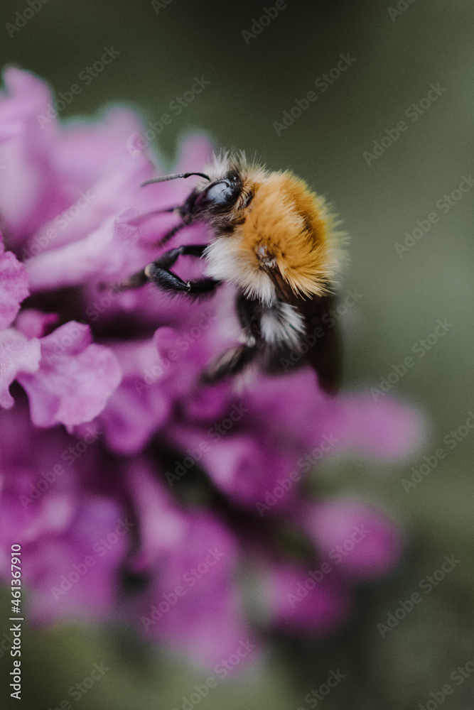 Close-up of a bumblebee sitting on a purple flower with blurry green background Close-up of a bumblebee sitting on a purple flower with blurry green background