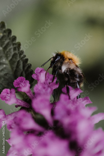 Close-up of a bumblebee sitting on a purple flower with blurry green background © E. Peters