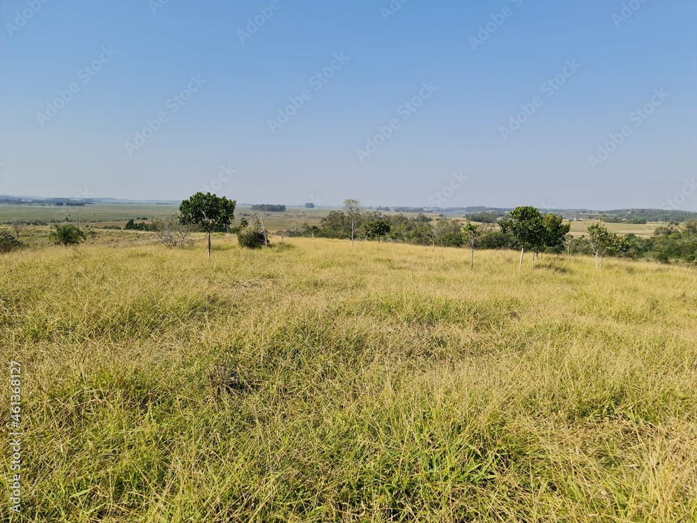 campo para pecuária