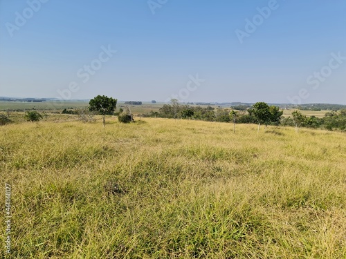 campo para pecuária