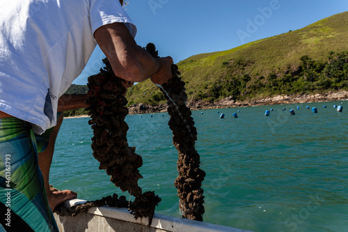 Sao Sebastiao, Brazil, September 16, 2015. Fisherman working on a mussel farm in the sea