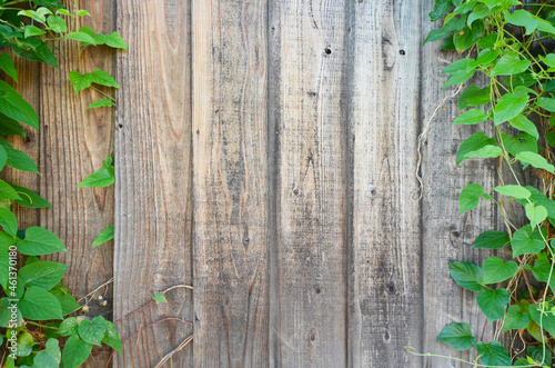 Wood plank wall texture and green vine background. Natural background of wood planks and green plants 