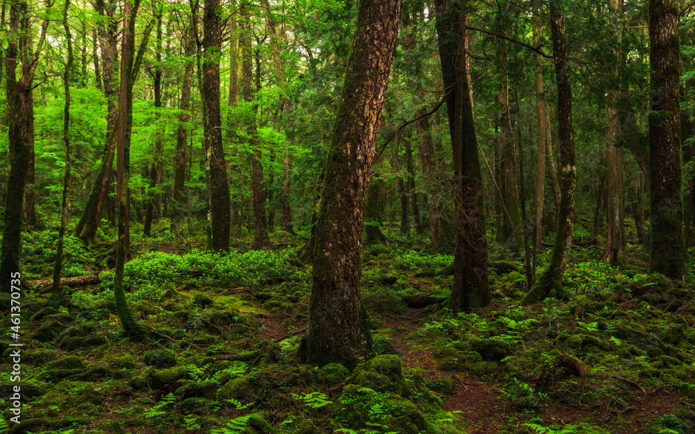 Moss and green grass in Aokigahara forest, Yamanashi Prefecture, Japan