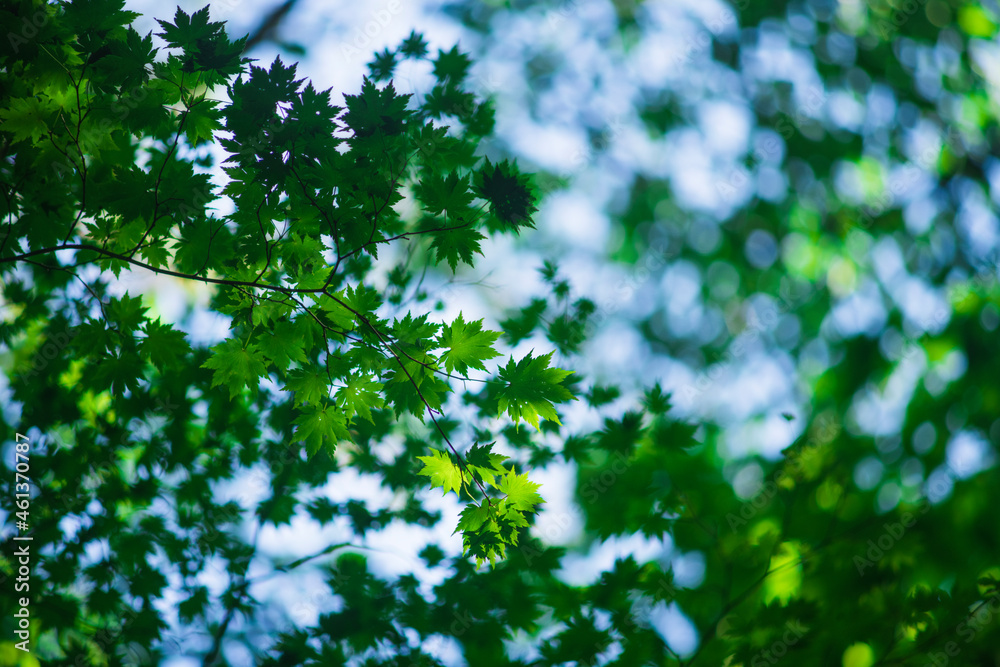 Green leaves in Aokigahara forest, Yamanashi Prefecture, Japan Green leaves in Aokigahara forest, Yamanashi Prefecture, Japan
