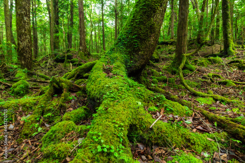 Moss and green grass in Aokigahara forest  Yamanashi Prefecture  Japan