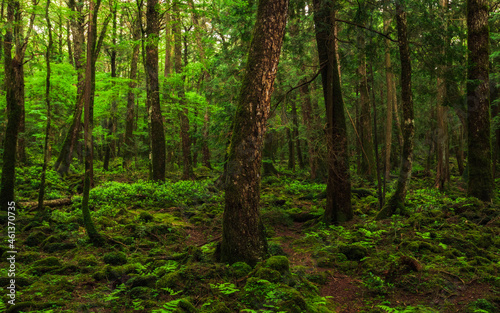 Moss and green grass in Aokigahara forest  Yamanashi Prefecture  Japan