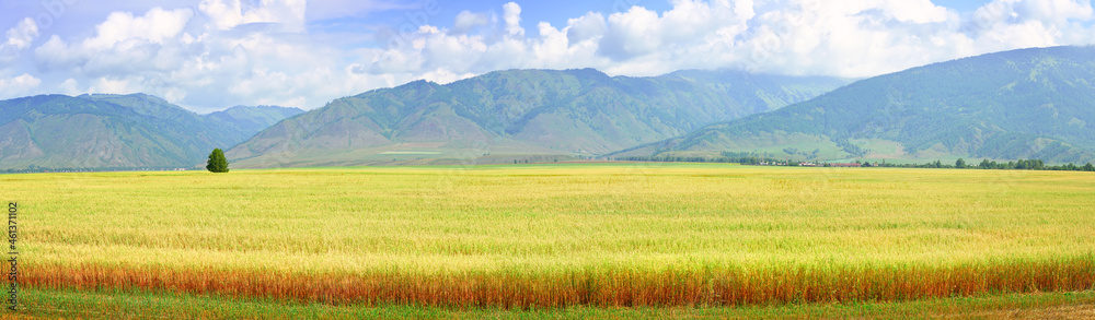 Fototapeta premium Uymon Valley in the Altai Mountains