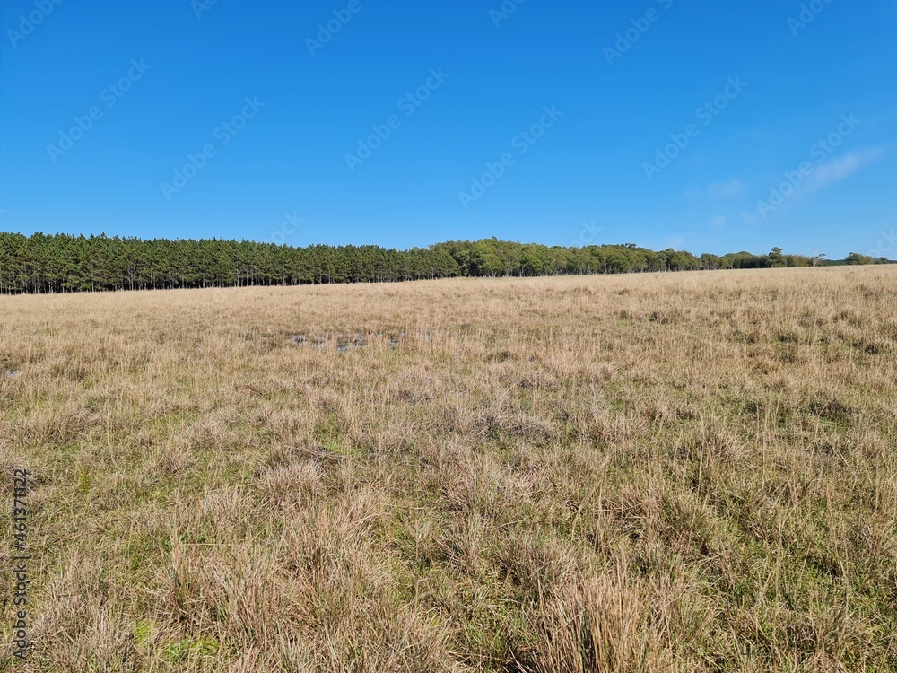 fazenda para pecuária, campo, lavoura, gado