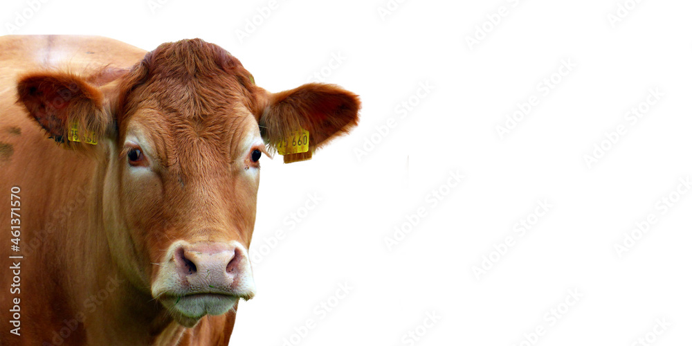 cow on a white background