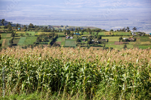 Maize Corn Farm Background of the Mount Longonot National Park Stratovolcano Southeast Lake Naivasha Great Rift Valley Kenya Africa photo