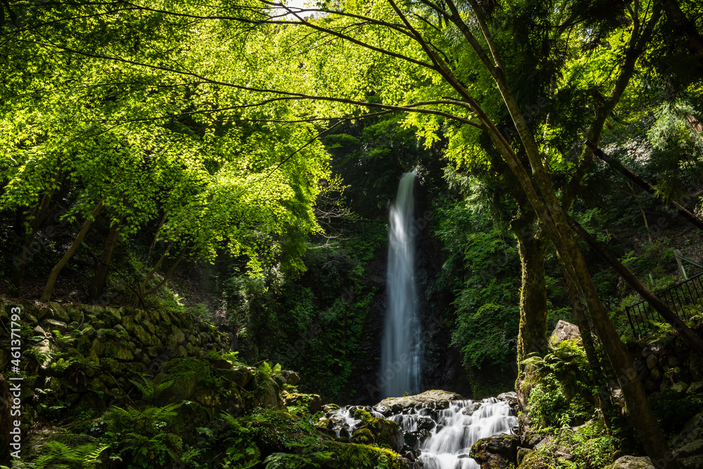 Beautiful waterfall immerse in green forest with its serene atmosphere. Japan.