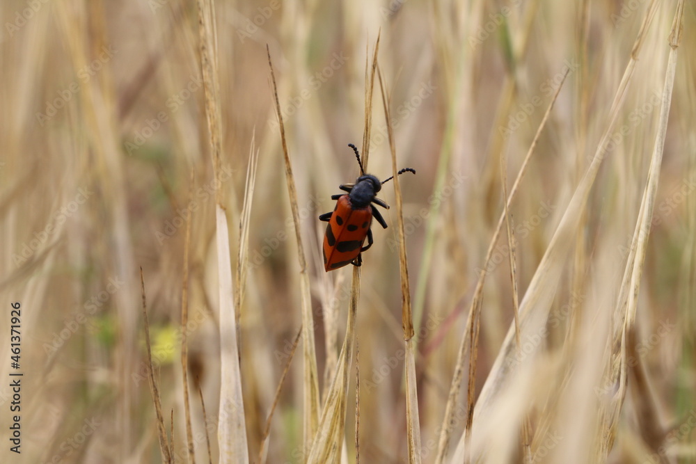 Fototapeta premium red worm on wheat