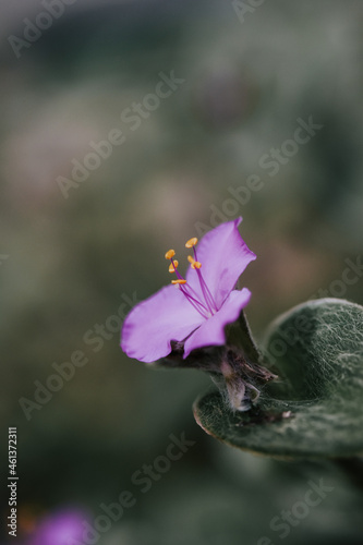 Vertical shot of a Tradescantia sillamontana on a dark background. photo