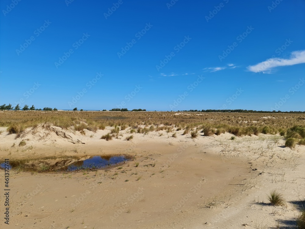 areia, campo, pecuária, gado