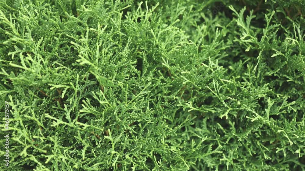 evergreen leaves of thuja branches natural texture background evergreen leaves of thuja branches natural texture background