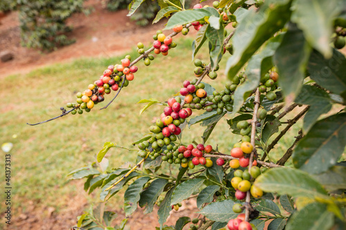 Coffee Farm Farming In Kenya Beans Ripe Red And Green Leaves In The Farm Travel Documentary In Ruiru Kiambu County Kenya Landscapes East Africa Nature Flora Fauna Fruits Cherry photo
