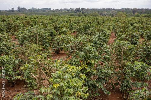Coffee Farm Farming In Kenya Beans Ripe Red And Green Leaves In The Farm Travel Documentary In Ruiru Kiambu County Kenya Landscapes East Africa Nature Flora Fauna Fruits Cherry photo