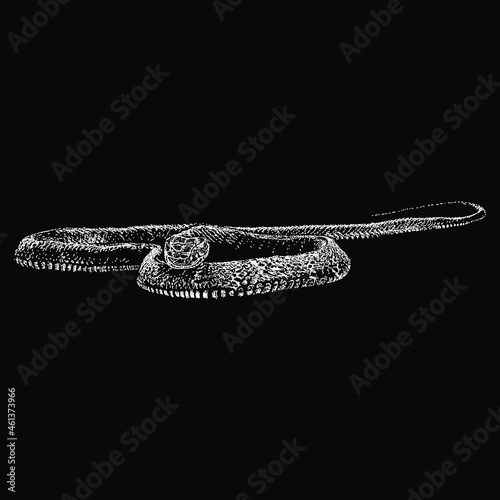 king cobra snake or Ophiophagus hannah vector drawing illustration. vector isolated element on the black background