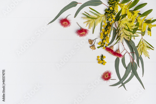 Australian native eucalyptus leaves and flowering red gun nuts plus wattles acacia leaves and yellow flowers, photographed from above on a rustic white background. photo