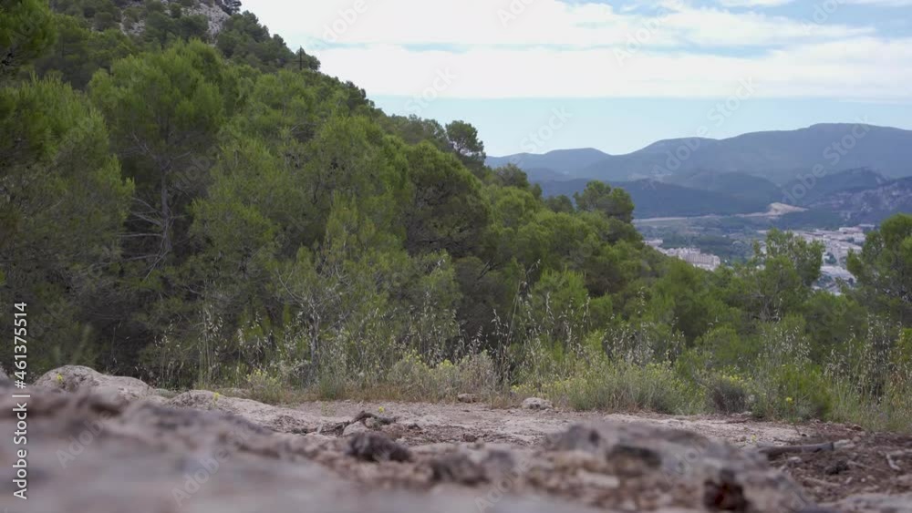 Evergreen forest on the slope of Alcoi mountains,Valencia,Spain,static.