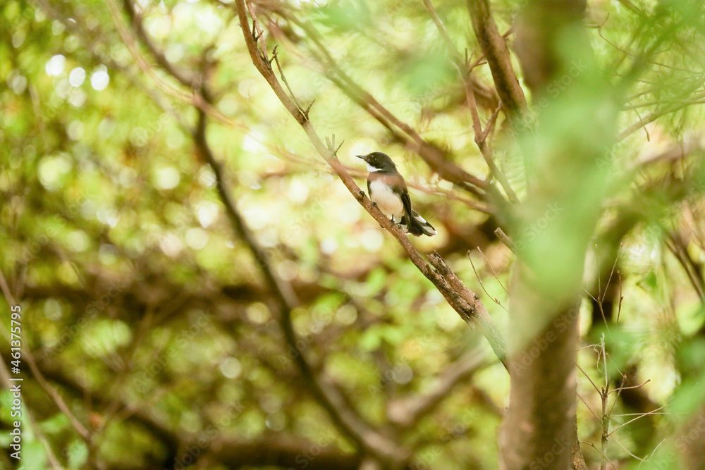 The Pied Fantail that lives in Bangkok is clinging to branches in search of food. The Pied Fantail that lives in Bangkok is clinging to branches in search of food.