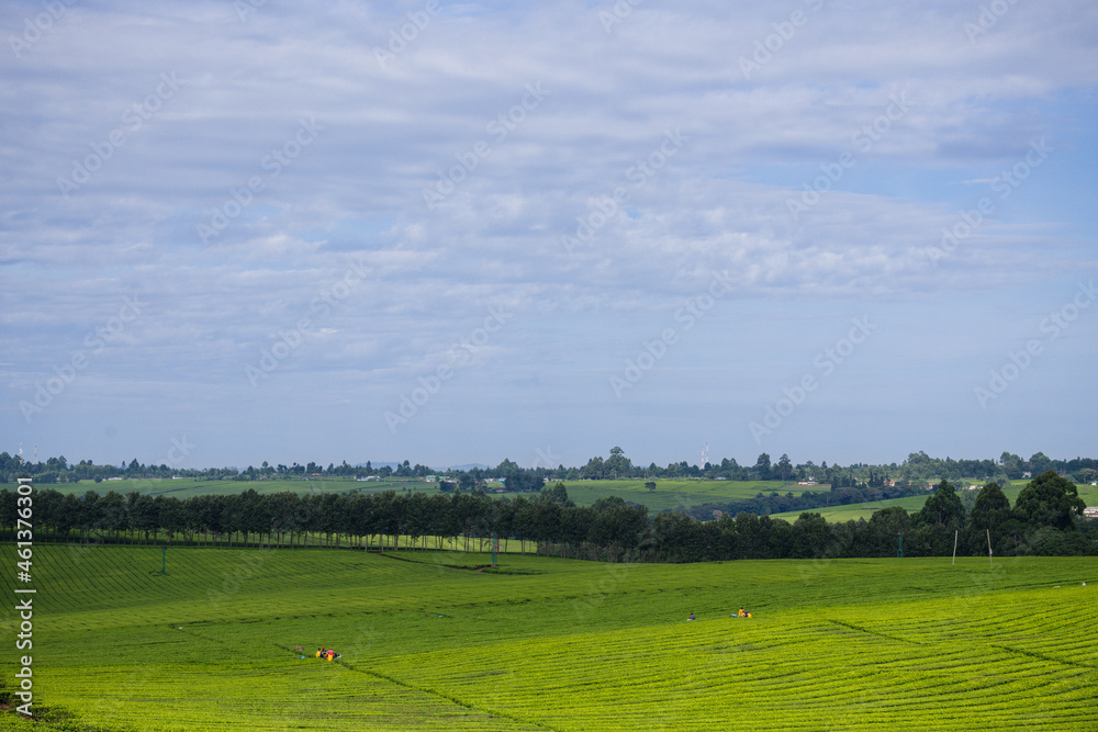 Tea Farm Farming In Kenya Leaf Leaves Landscape Countryside Nature ...