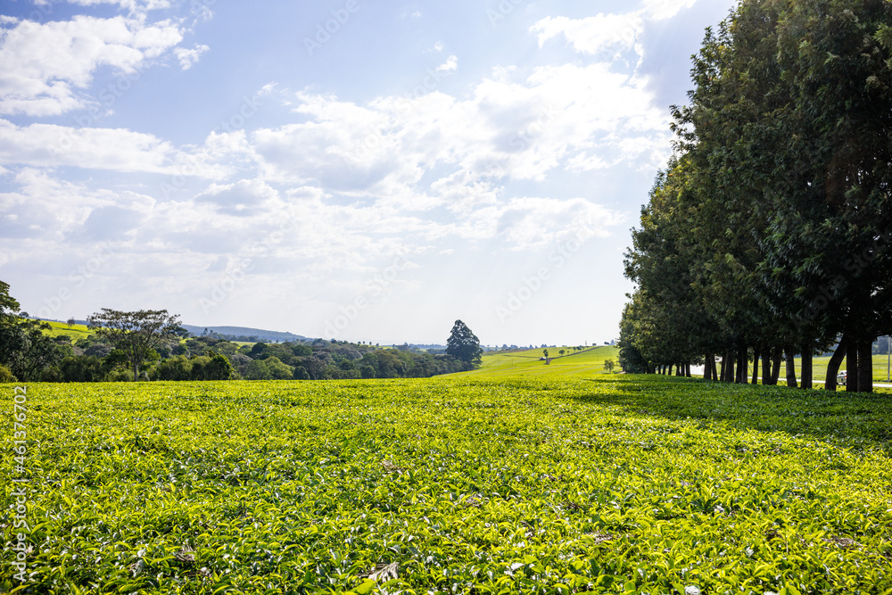 Tea Farm Farming In Kenya Leaf Leaves Landscape Countryside Nature ...