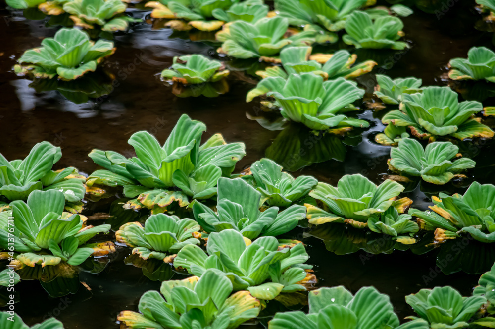 variedad de flora y fauna del ecuador Stock Photo | Adobe Stock