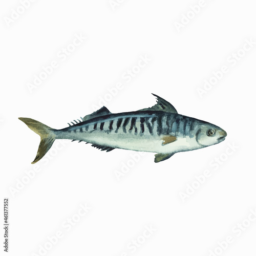 Mackerel isolated on white background. Clip art for design, menu and education material. Colorful realistic watercolor illustration.