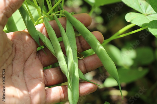 Holding a bunch of fresh and young growing beans on a plant, organic vegetable growing at home concept photo