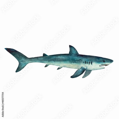 Shark isolated on white background. Clip art for design and education material. Colorful realistic watercolor illustration.