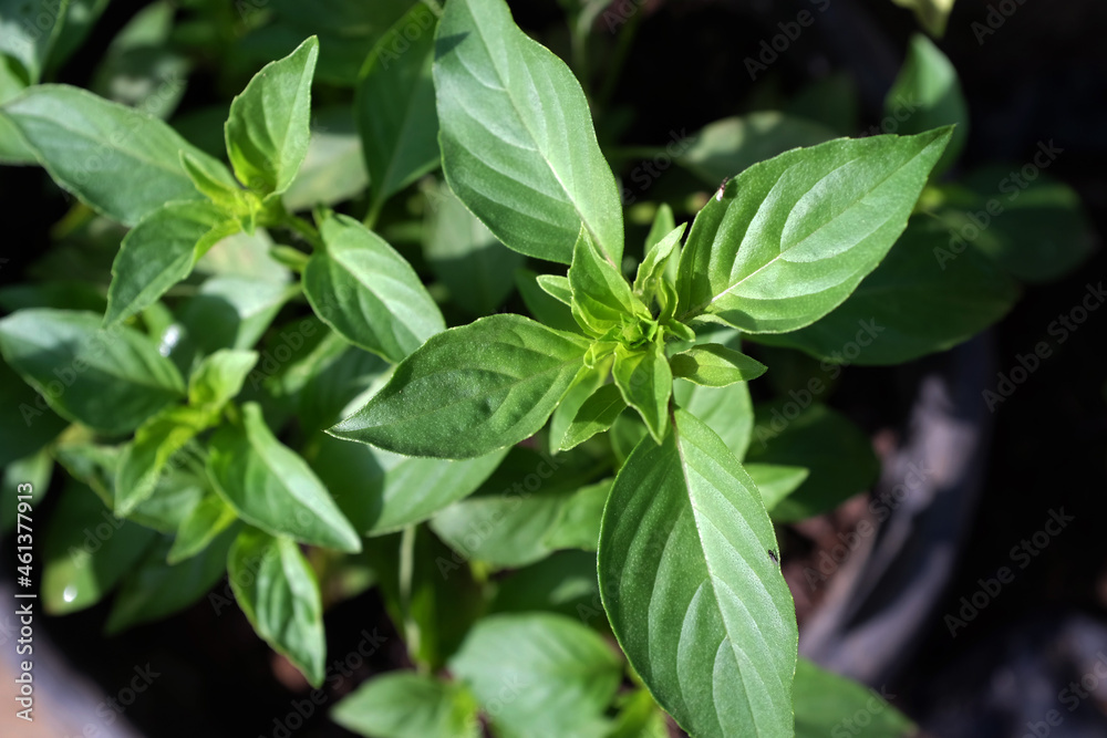 Sweet Basil green plants with flowers growing Sweet Basil green plants with flowers growing