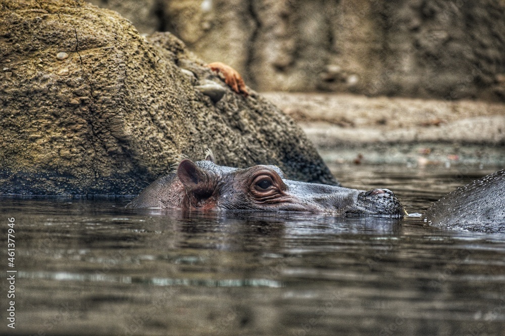 Fototapeta premium hippo in the water