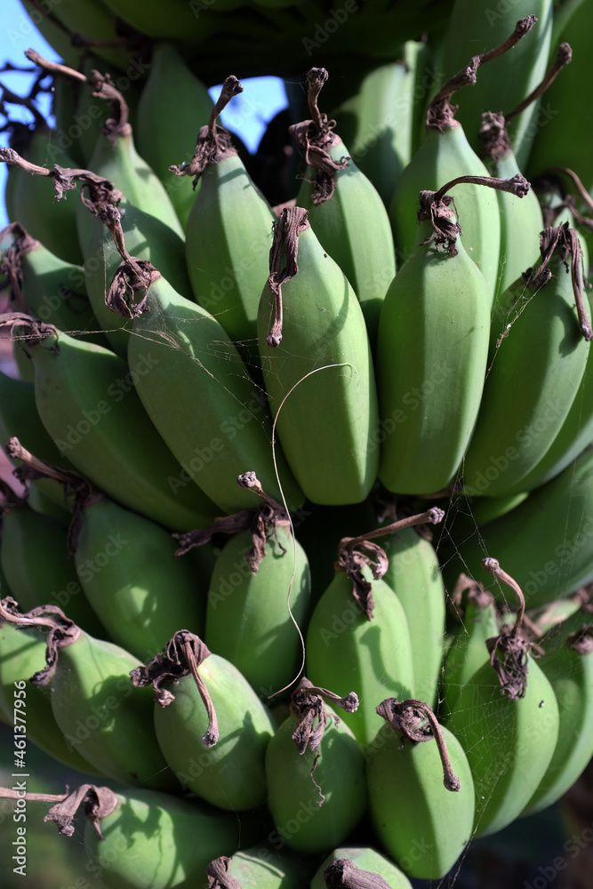 Banana tree with its fruit, and beautiful green color. Health, vegetarians.