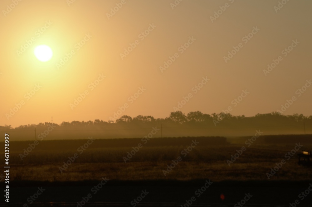 Morning fog sunrise over sugar cane field Morning fog sunrise over sugar cane field