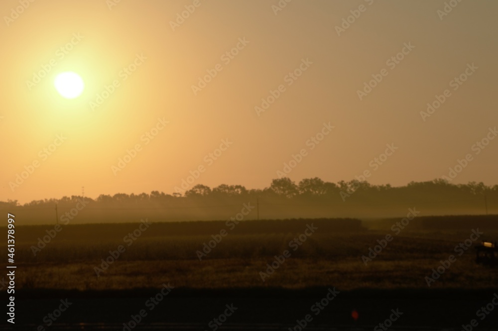 Morning fog sunrise over sugar cane field