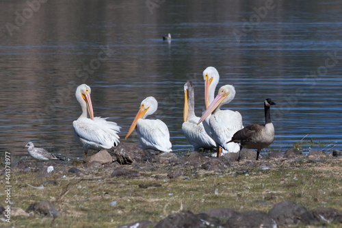 Group of wild pelicans on Shastina lake bank in California photo