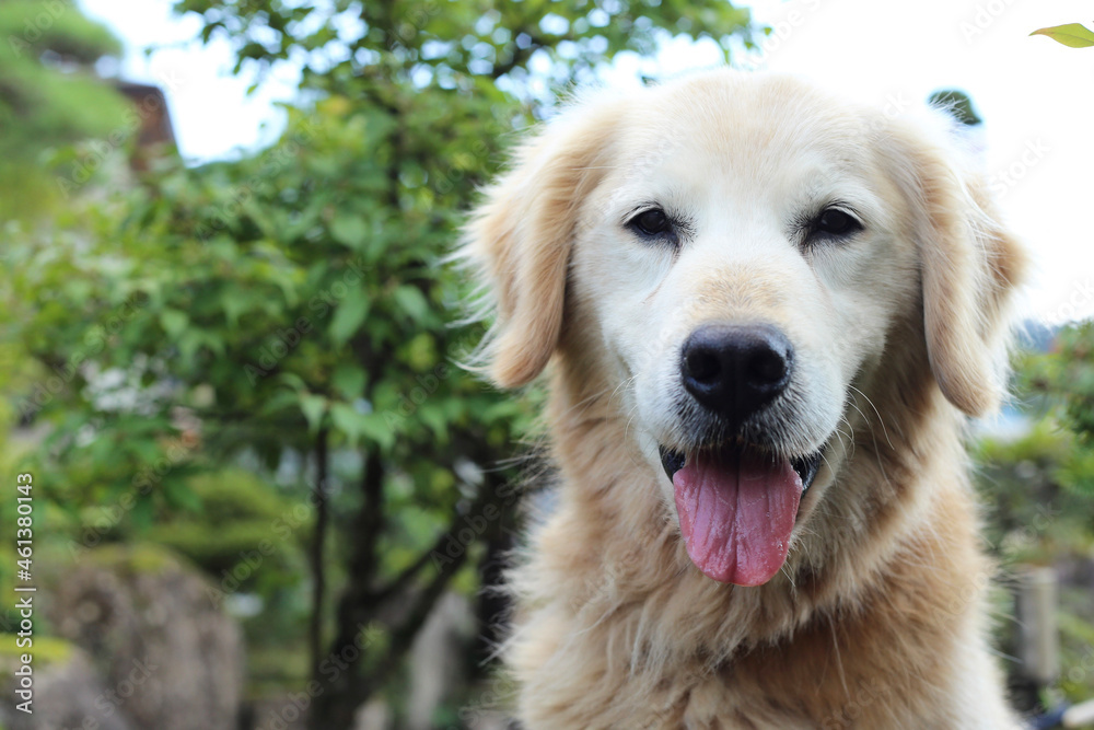 golden retriever dog