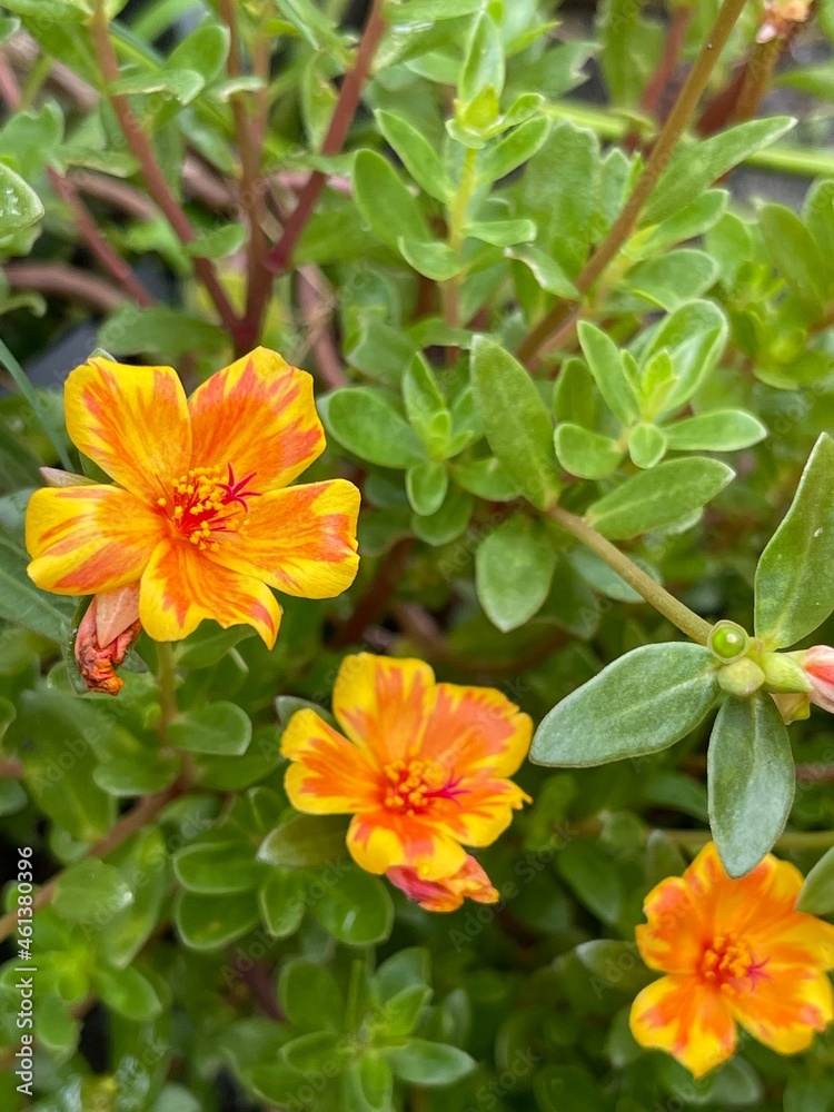 Portulaca oleracea. Common purslane. Duckweed. Little hogweed. Pursley