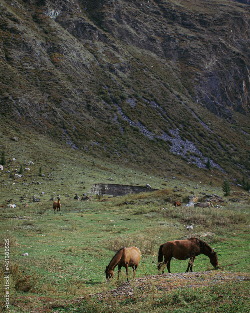 horses grazing in the mountains horses grazing in the mountains