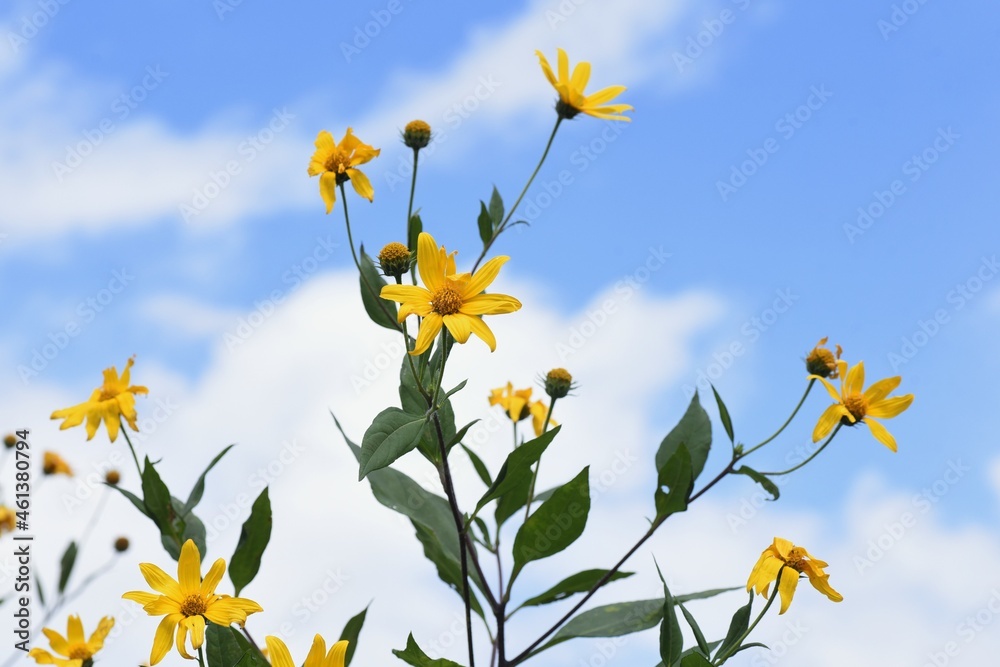 Yacon (Smallanthus sonchifolius) flowers. Yacon is an amazing healthy